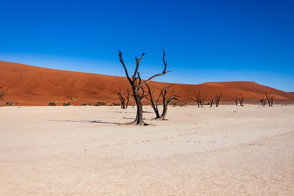 Árvores mortas no vale de Sossusvlei, Namíbia — Fotografia de Stock