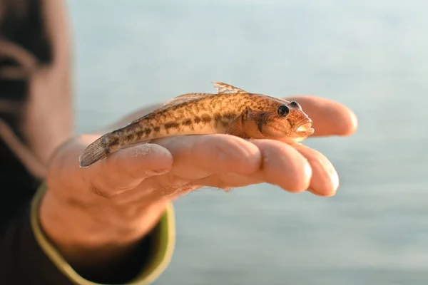 Apanhado troféu de pesca na mão do pescador. Hobbies, liv — Fotografia de Stock