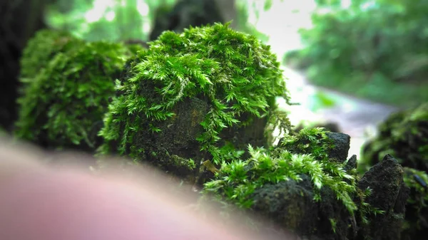 Пень с мхом в лесу. Зеленая растительность на скале. Backg — стоковое фото
