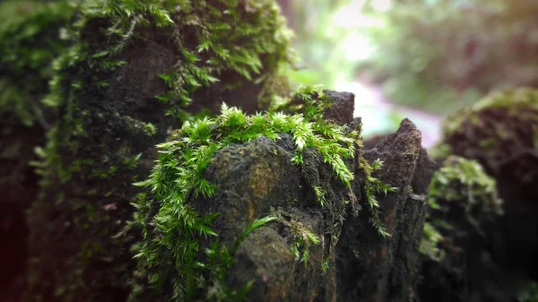 Пень Мхом Лесу Зеленая Растительность Скале Фон Боке — стоковое фото