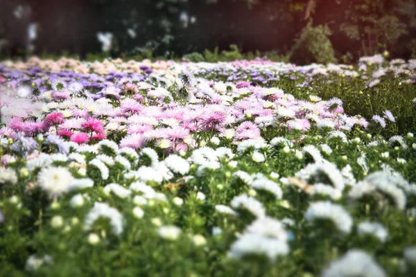 Flores Relvado Jardim Plantas Pastelaria Para Belo Buquê Fundo Bokeh — Fotografia de Stock