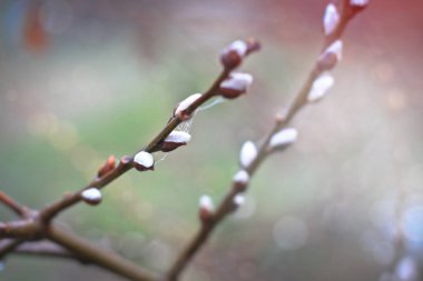 Tüylü kedicikler söğüt dalları bahar çiçek. Paskalya tatili. Çiçek bokeh arka plan