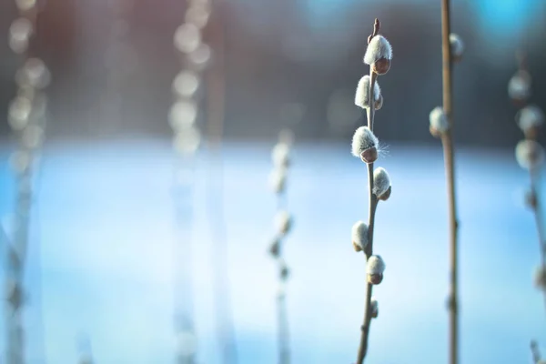 Γούνινο Catkins Από Κλαδιά Ιτιάς Ανθίσει Την Άνοιξη Διακοπές Πάσχα — Φωτογραφία Αρχείου