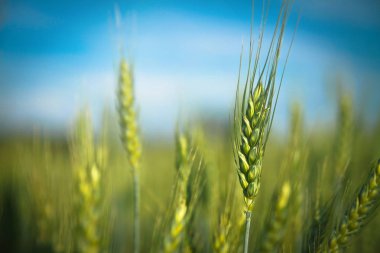 Yeşil buğday ve Mısır gündoğumu adlı bir çayır üzerinde. Bokeh backgrou bulanıklık
