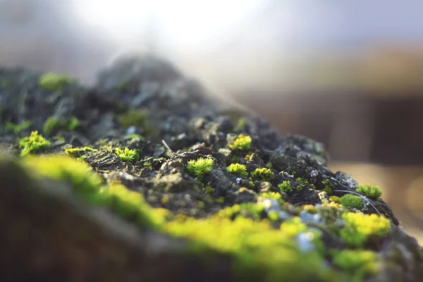 Пень Мхом Лесу Зеленая Растительность Скале Фон Боке — стоковое фото
