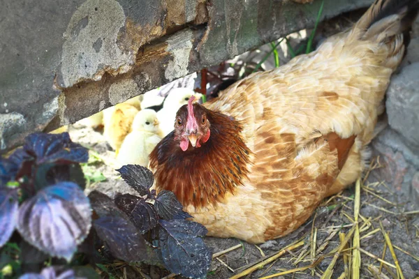 農場で鶏と彼女の子供を座っています 養鶏場 生態学的に純粋な肉 バック グラウンド — ストック写真