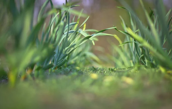 Våren Grönt Gräs Spice Plantation Vitlök Odlas Trädgården Oskärpa Bokeh — Stockfoto