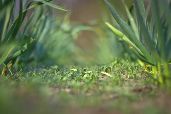 Herbe Verte Printanière Plantation Épices Ail Est Cultivé Dans Jardin — Photo