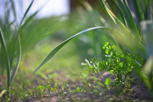 Våren Grönt Gräs Spice Plantation Vitlök Odlas Trädgården Oskärpa Bokeh — Stockfoto