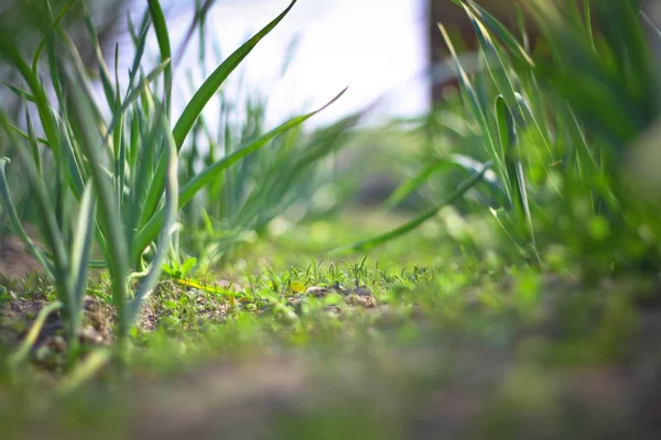 Våren Grönt Gräs Spice Plantation Vitlök Odlas Trädgården Oskärpa Bokeh — Stockfoto