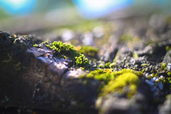 Toco Com Musgo Floresta Vegetação Verde Uma Rocha Fundo Bokeh — Fotografia de Stock