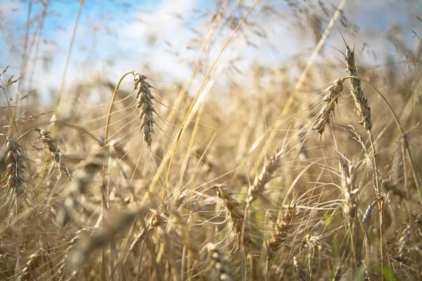 Goldener Weizen Und Mais Auf Einer Wiese Bei Sonnenaufgang Bokeh — Stockfoto