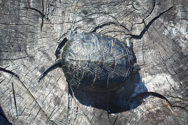 Turtle shell on top of the cracked surface. wood texture on a st — Stock Photo, Image