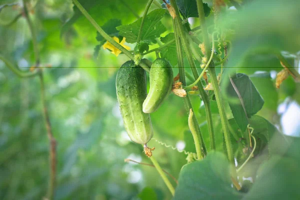 Gurkenanbau Einem Gewächshaus Auf Dem Land Schöner Grüner Gemüsesalat Bokeh — Stockfoto