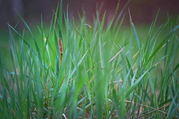 Närbild Färska Tjocka Gräset Med Vattendroppar Tidigt Morgonen Oskärpa Bokeh — Stockfoto
