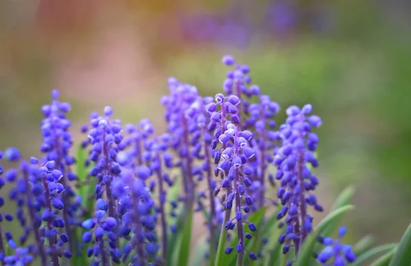 Azul Uva Hyacinth Muscari armeniacum flor em flor na primavera — Fotografia de Stock