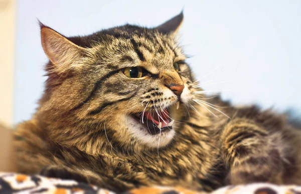 Aggressive, angry, mad, unpredictable cat. Protects against a predator attack. Blur bokeh background