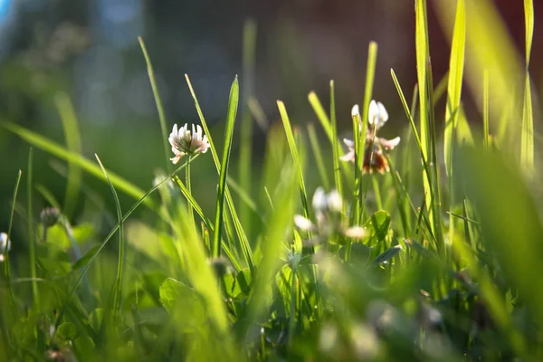 Gräs Och Klöver Äng Solen Grön Blommig Bakgrund — Stockfoto