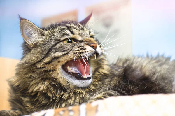Agressieve Boos Gekke Onvoorspelbare Kat Beschermt Tegen Aanval Van Een — Stockfoto