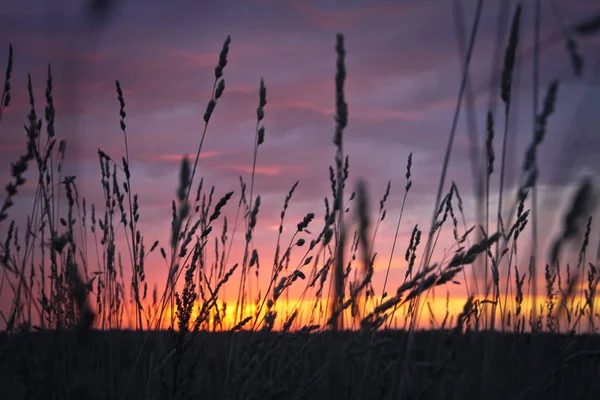 Sonnenuntergang, Sonnenaufgang auf dem Feld. Farbenfrohe Landschaft in rötlichem Ton — Stockfoto