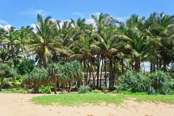 Zelená krásné palmy nedaleko domu. Luxusné v — Stock fotografie