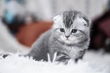 Kanepedeki güzel evcil kedi güneşleniyor. Evde evcil hayvanlar var. Evcil hayvan evde oynanıyor. Stok fotoğrafı