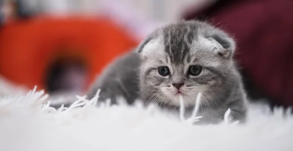 Die Schöne Hauskatze Auf Der Couch Sonnt Sich Haustiere Haus — Stockfoto