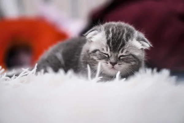 Gato Doméstico Bonito Sofá Está Saciando Animais Domésticos Casa Animal — Fotografia de Stock
