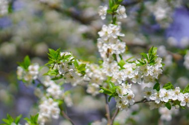 İlkbaharda çiçek açan güzel bir ağaç. Nisan ayında güneşte çiçekler. Doğadaki stok arka planı