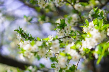 İlkbaharda çiçek açan güzel bir ağaç. Nisan ayında güneşte çiçekler. Doğadaki stok arka planı