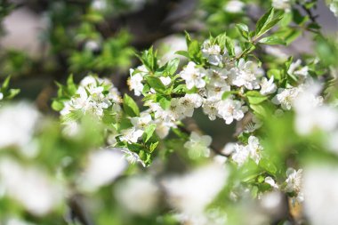 İlkbaharda çiçek açan güzel bir ağaç. Nisan ayında güneşte çiçekler. Doğadaki stok arka planı