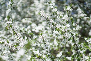 İlkbaharda çiçek açan güzel bir ağaç. Nisan ayında güneşte çiçekler. Doğadaki stok arka planı