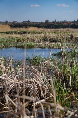 Akan doğada güzel bir kaynak nehri. Sabahları ve akşamları renkli manzaralar. Dünyanın ıssız yerlerine seyahat et. Tasarım için stok fotoğrafı