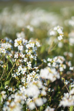 Büyük bir bahar çayırında çiçek açan güzel çiçekler. Güneşin altında nisan çiçeği. Yeşil çimenli stok arka planı