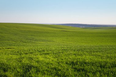 Buğday ve mısır gevreğiyle ekilmiş çiftlik tarlası. Yükselen arpa ve yulaf filizleri. Yiyecek ekmeği olan sınırsız bir bahçe. Endüstriyel hisse teması