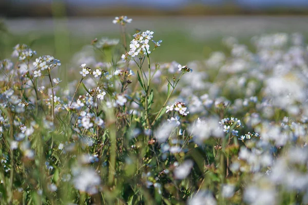 Vackra Blommor Stor Våräng April Blomma Solen Beståndsbakgrund Naturen Med — Stockfoto