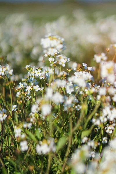 Lindas Flores Florescendo Grande Prado Primavera Flor Abril Sol Fundo — Fotografia de Stock