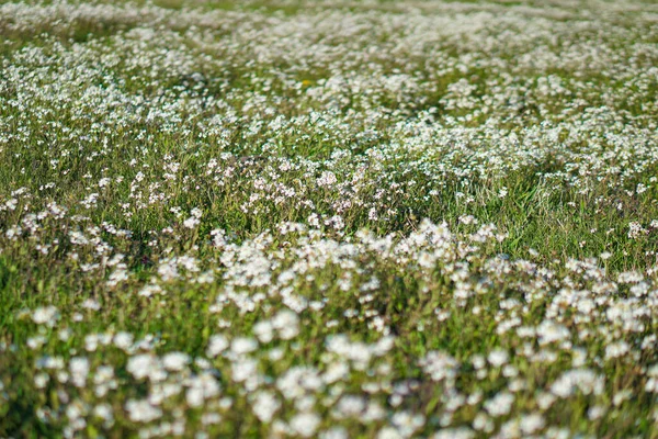 Vackra Blommor Stor Våräng April Blomma Solen Beståndsbakgrund Naturen Med — Stockfoto