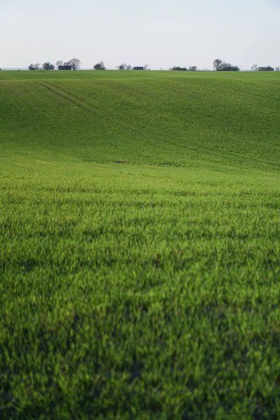 Ausgesätes Feld Mit Weizen Und Getreide Steigende Sprossen Aus Gerste — Stockfoto