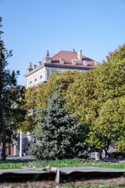Yeşil bir park ve evin arka planında güzel bir Noel ağacı. Avrupa manzarası.