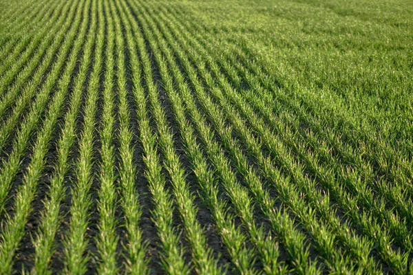 Champ Ferme Sown Avec Blé Céréales Pousses Montantes Orge Avoine — Photo