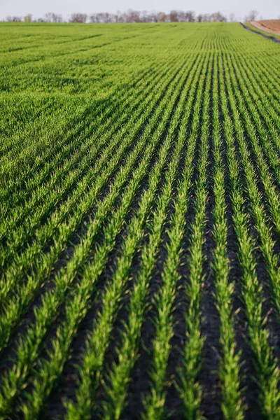 Champ Ferme Sown Avec Blé Céréales Pousses Montantes Orge Avoine — Photo