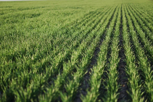 Ausgesätes Feld Mit Weizen Und Getreide Steigende Sprossen Aus Gerste — Stockfoto