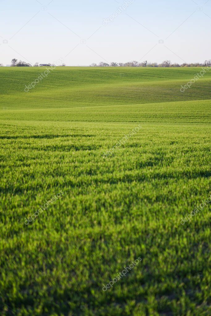 Sown farm field with wheat and cereal. Rising sprouts of barley and oats. A boundless garden with bread for food. Industrial stock theme