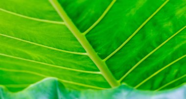 büyük yaprak yeşil arka plan.