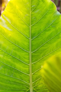 büyük yaprak yeşil arka plan.