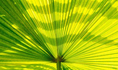 yeşil palmiye yaprağı arkaplanı.
