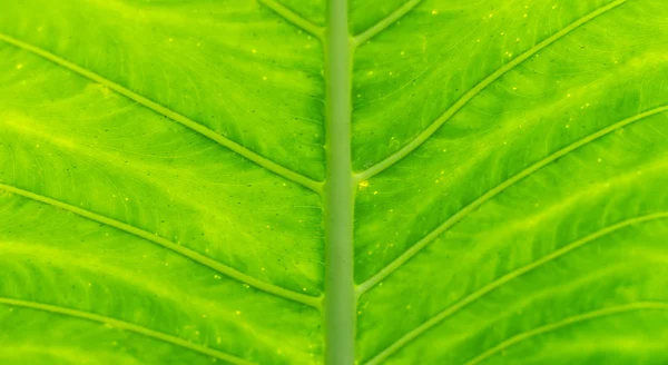 Fondo de hoja verde grande . — Foto de Stock