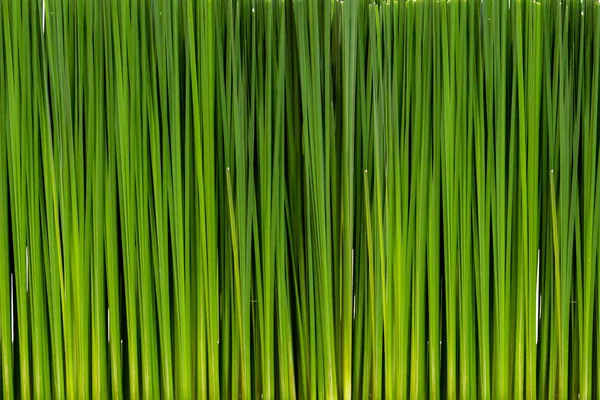 Long leaf green plant background.