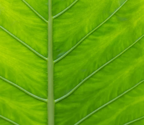 Großes grünes Blatt Hintergrund. — Stockfoto